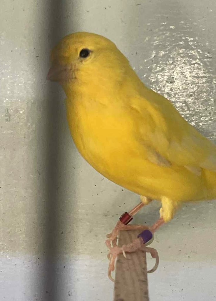 Show Quality Canaries