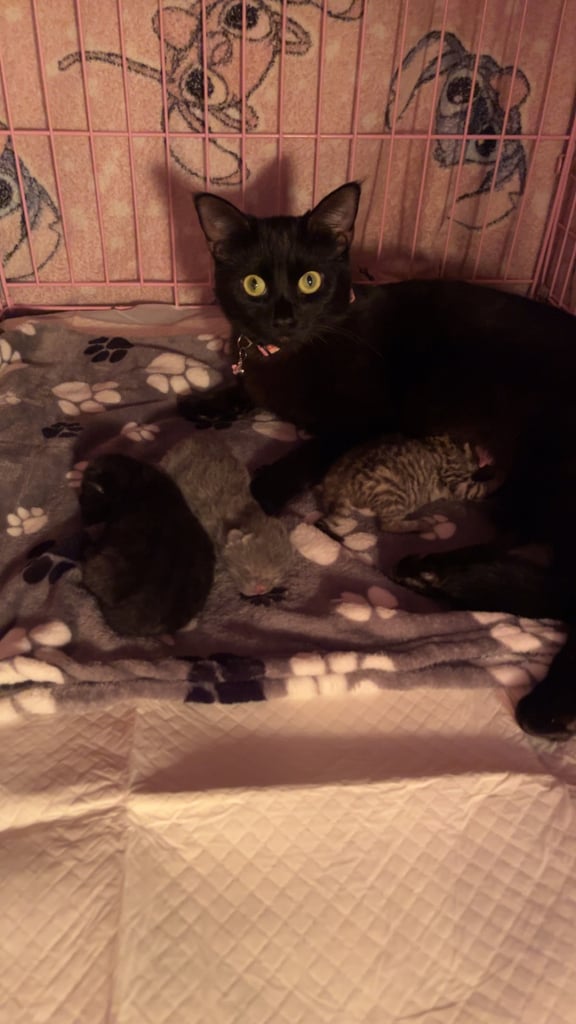 3 KITTENS READY NEW YEAR 