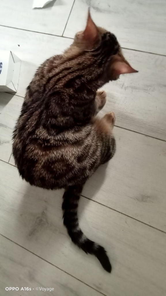 Bengal male
