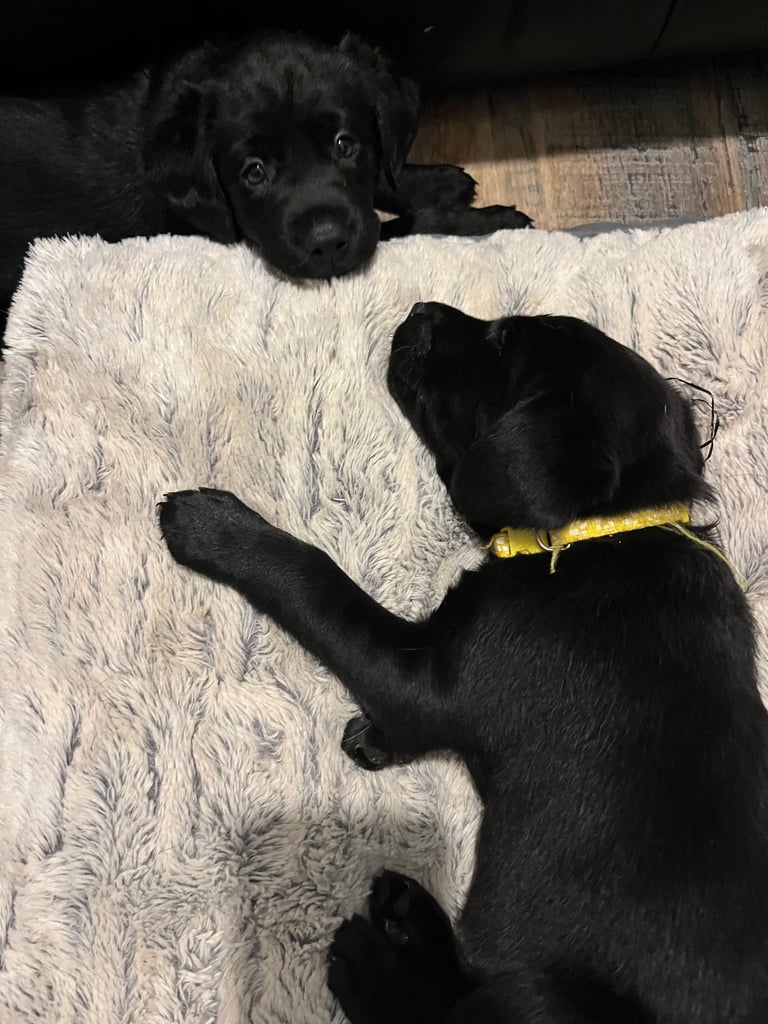 Kc pups ready for their new homes!  4 boys!