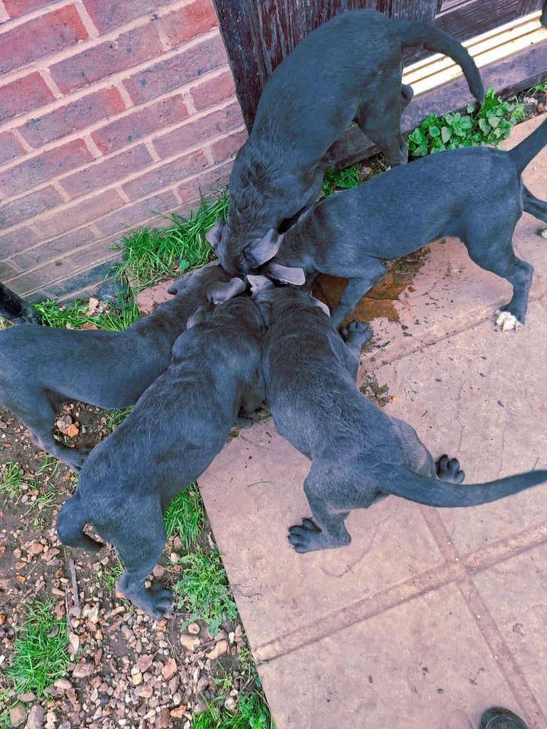**REDUCED** 2 left Pure Cane Corso puppies (Blue) 2 females left 
