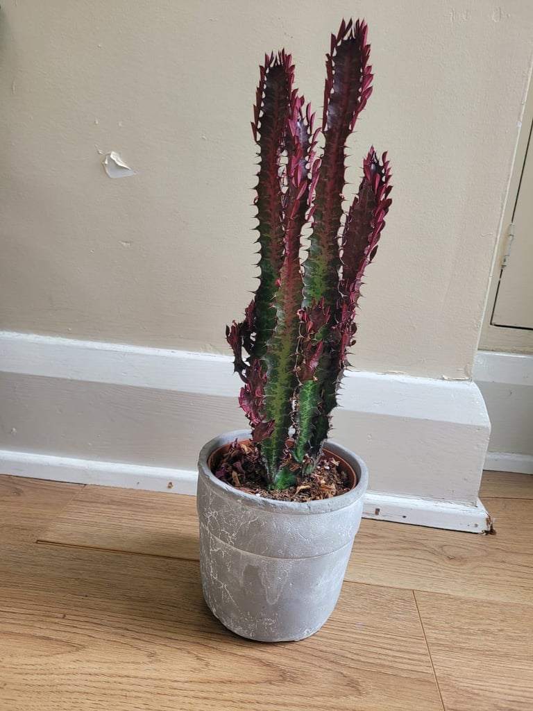 Indoor African Milk tree