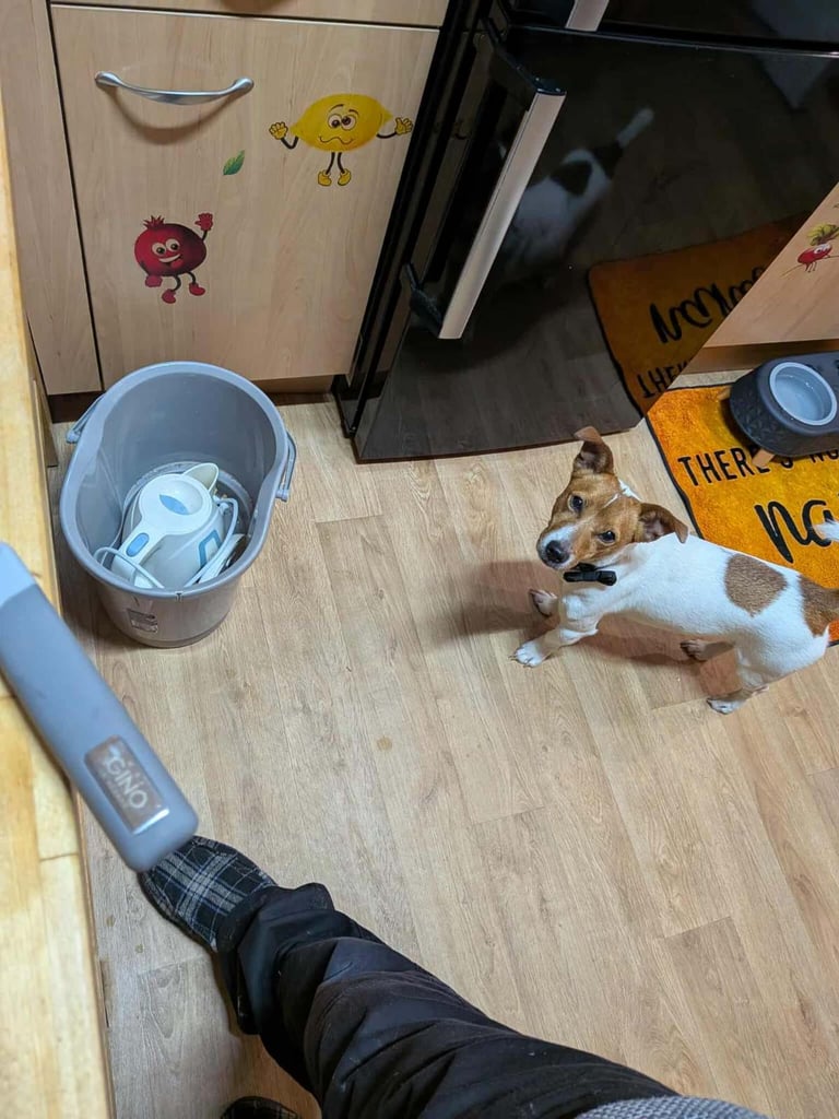 Jack Russell Terrier