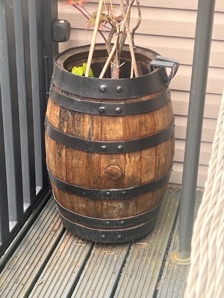 Whisky barrel with red acer