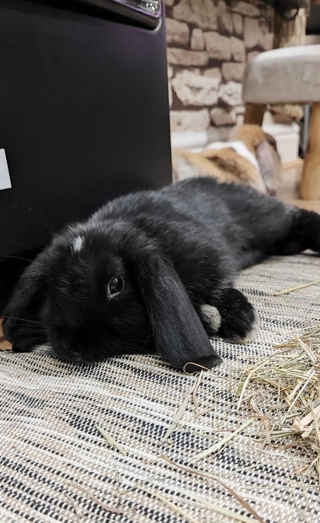 mini lop and mini lop lion head 