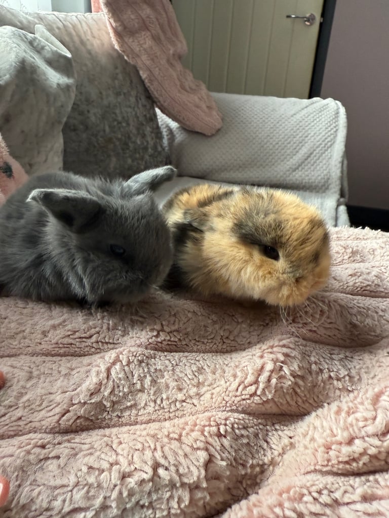 Mini lop babies 