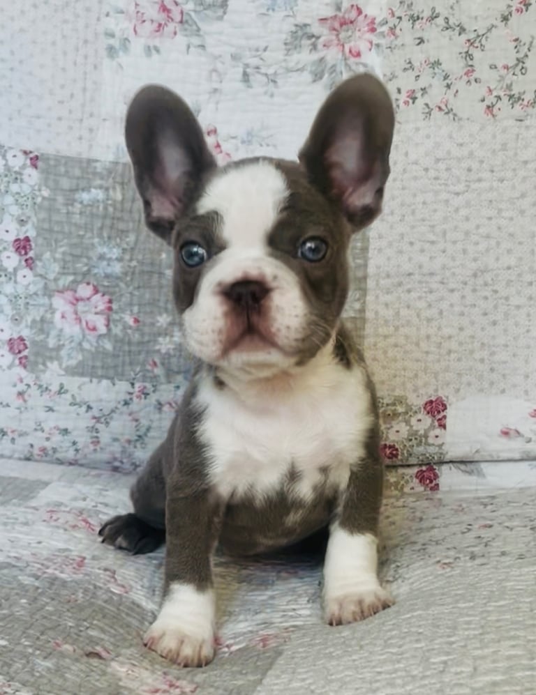 STRIKING KC REG FRENCHIES (READY NOW)