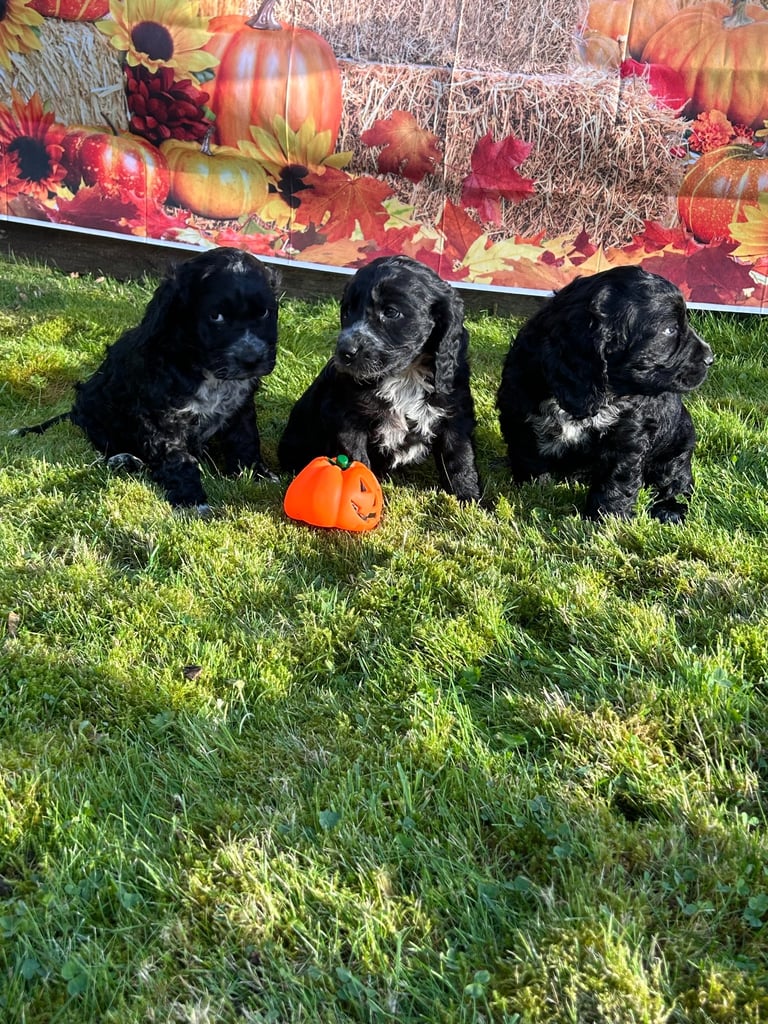Cocker Spaniel cross pups