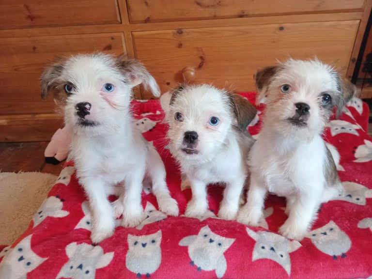 image for Puppies looking for forever homes 
