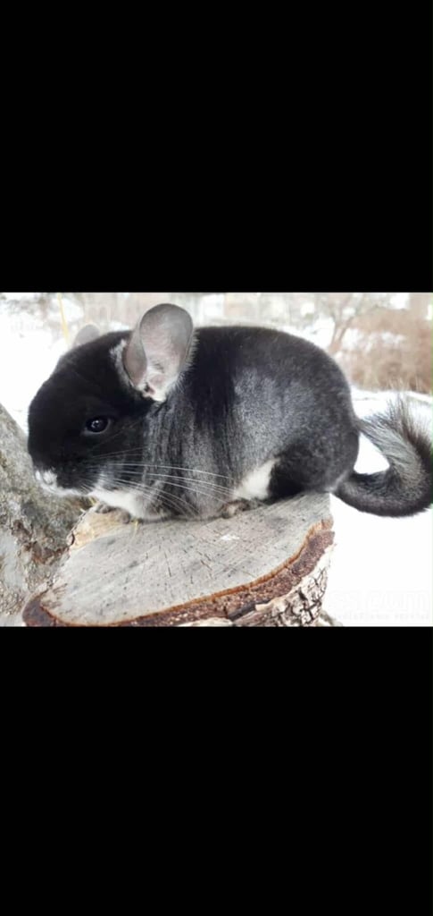 chinchillas for sale