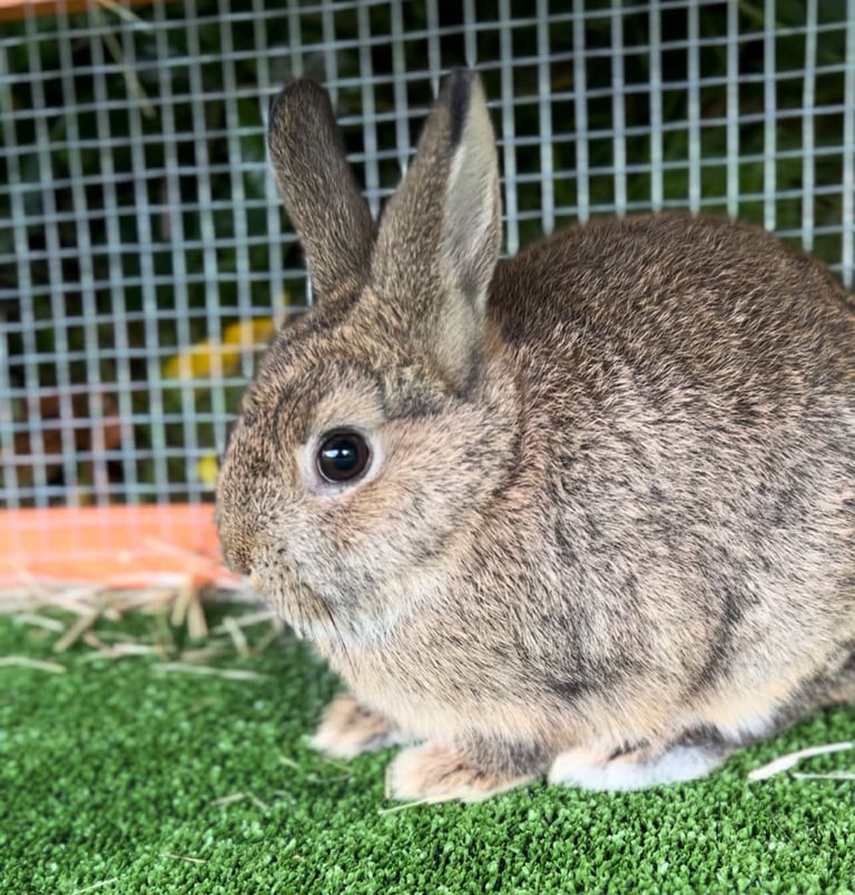 Mini lop -- Netherland dwarf male rabbits in Haverfordwest