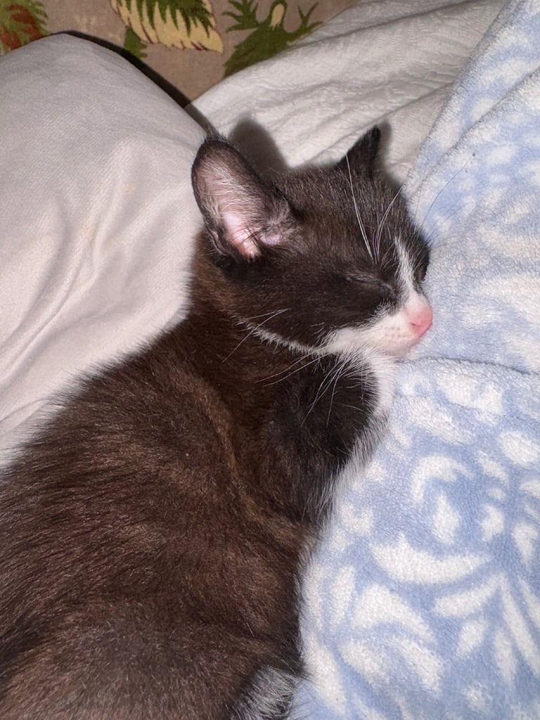 Kittens