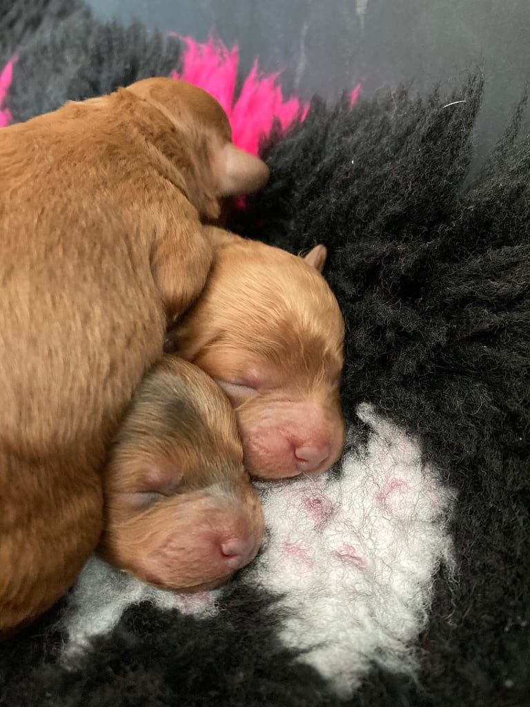F1B TINY COCKAPOOS