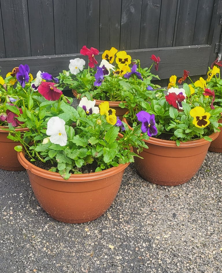 image for Pansy Pots
