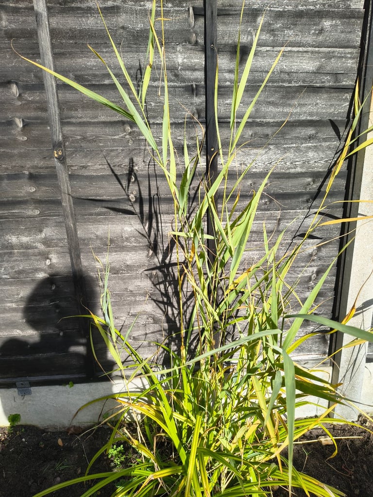 Native Pond/bog garden plants