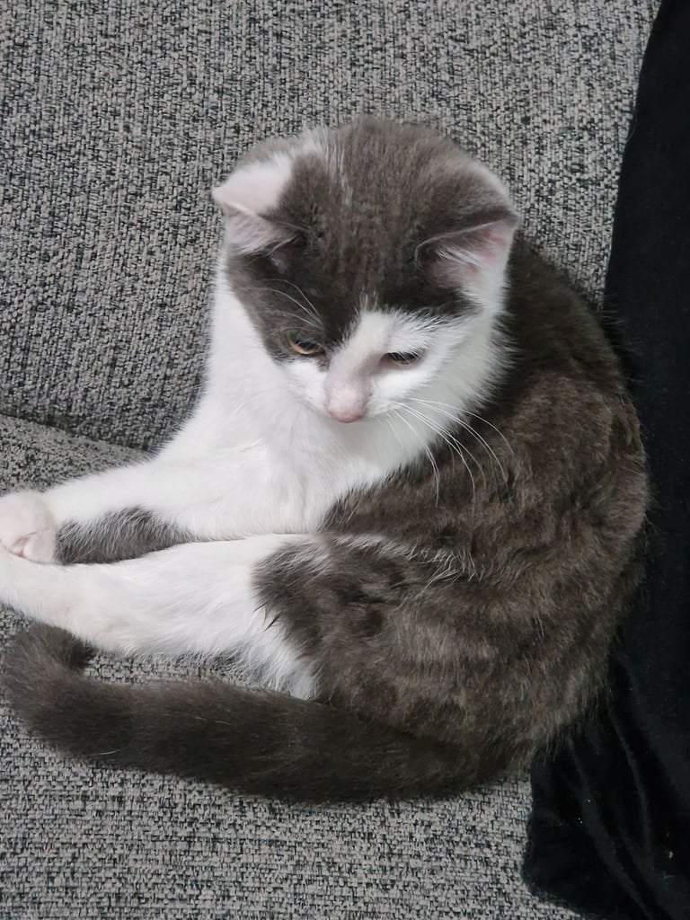 White and Grey Kitten 