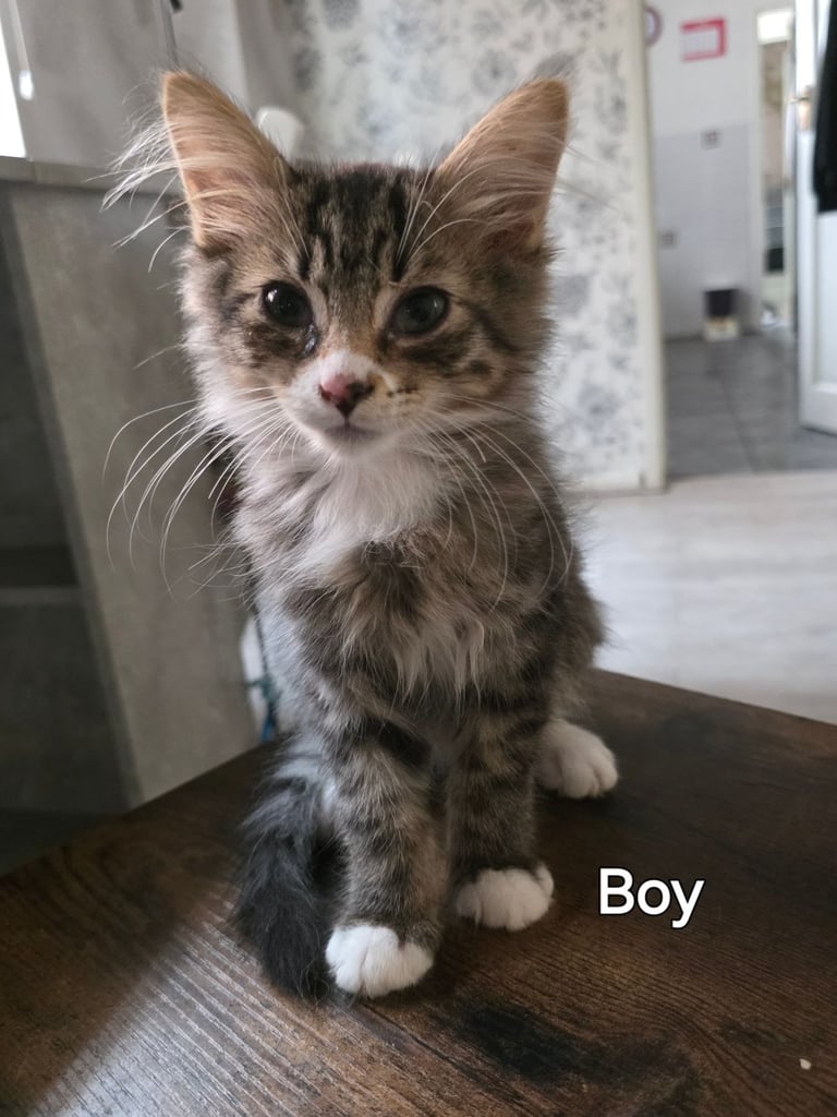 Maine coon 