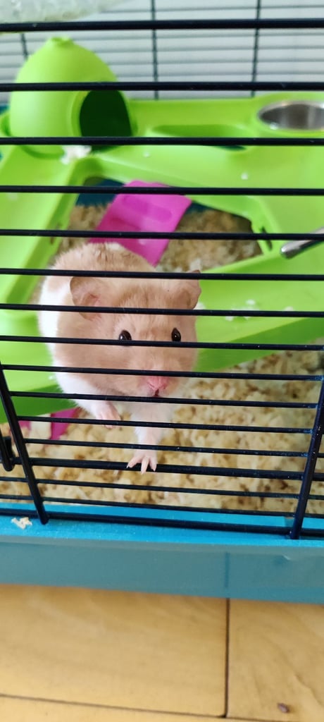 Hamster and Cage
