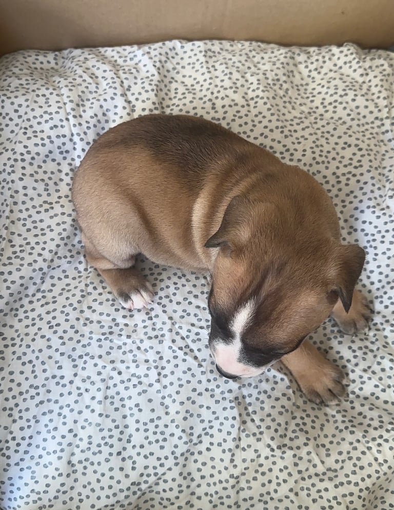 Staffy Puppies Brindle Black Boy London Staffordshire Bull Terrier Puppy