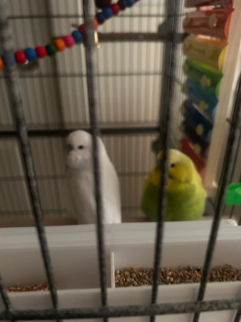 image for 2 male budgies and set up 