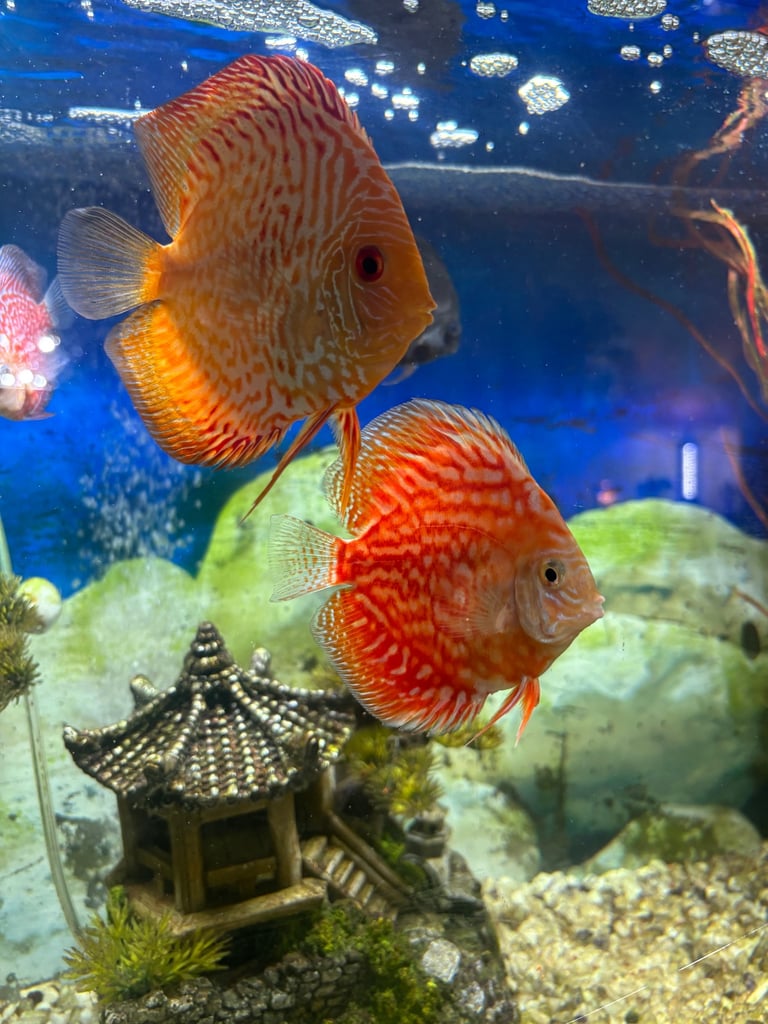 Oak Fish Tank with wine rack 