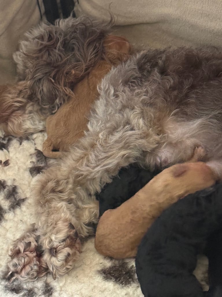 Cockapoo puppies 