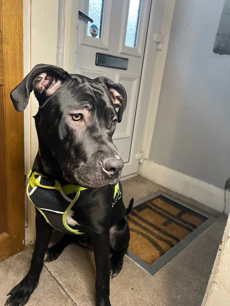  Female Cane Corso x presa canario