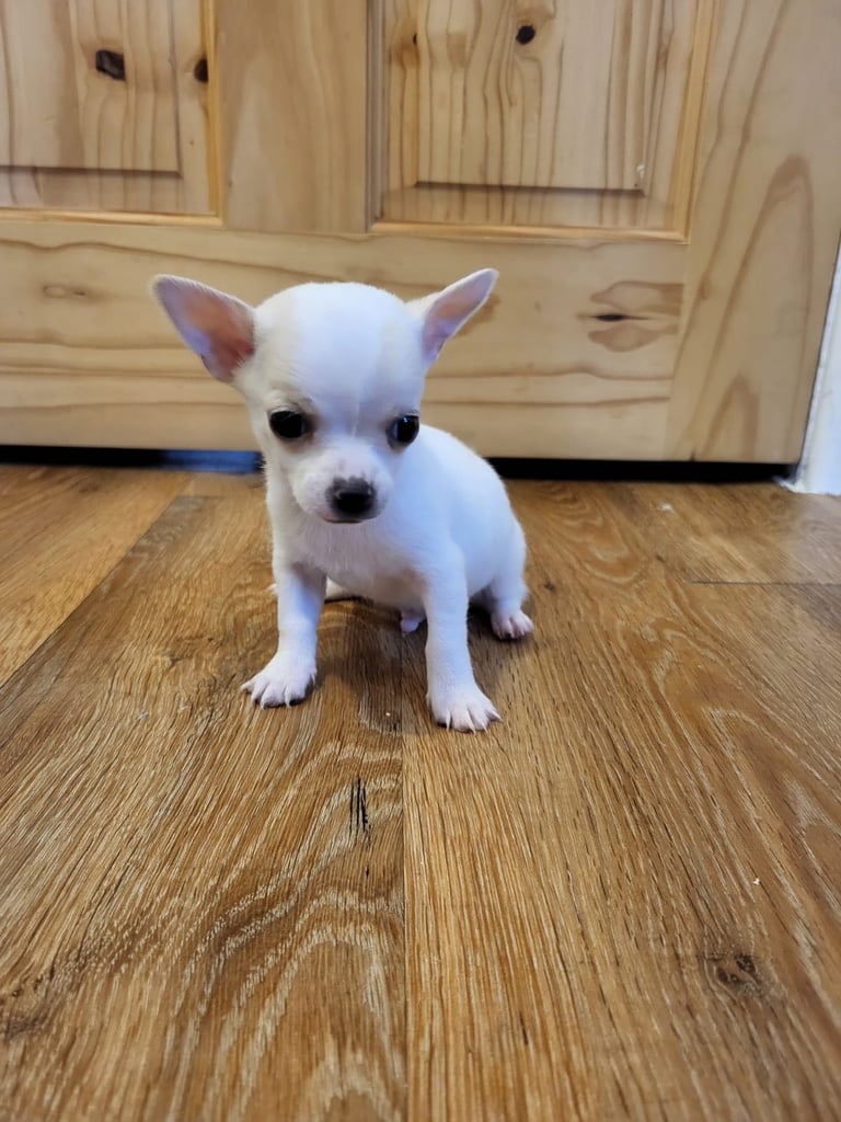 6 Jack Russel x Chihuahua puppies 