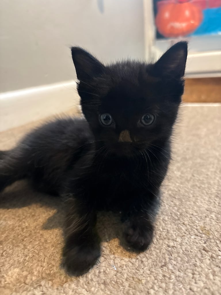 Kittens For Sale. Born, 08/09