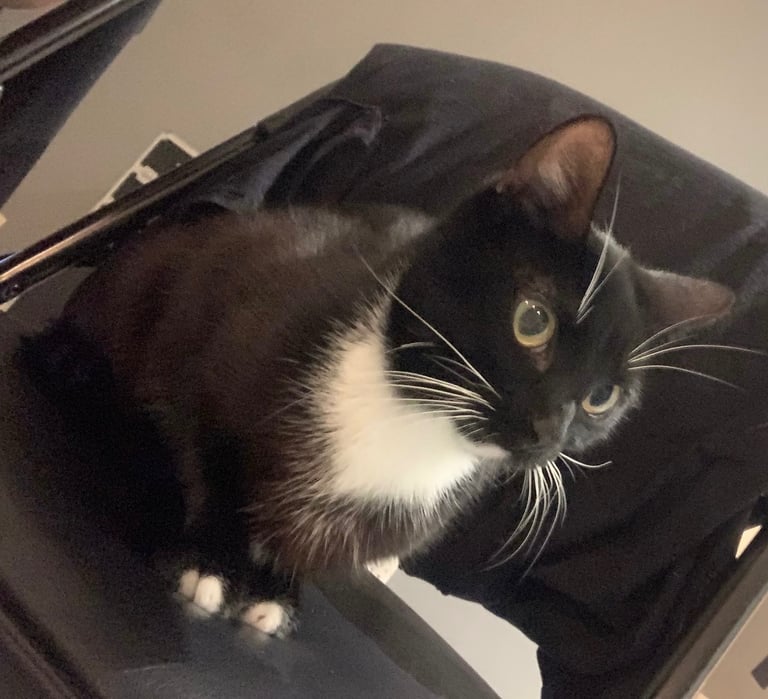 🐾 Two Lovely Cats Looking for a New Home – £100 for Both (£50 Each)