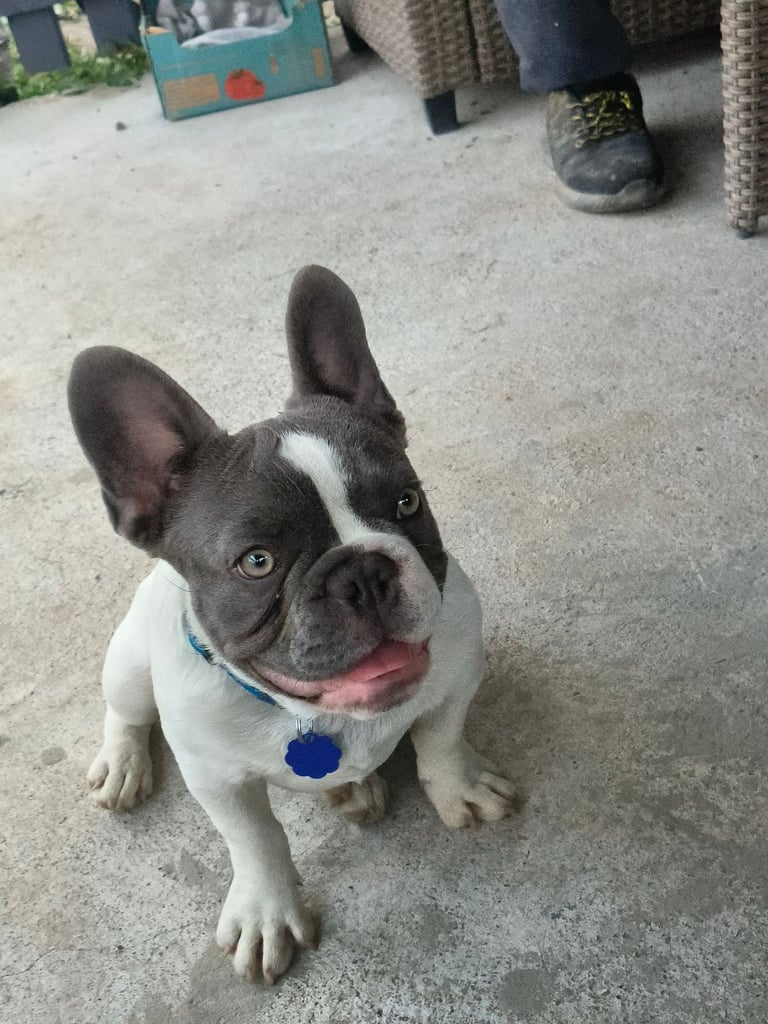 Selling French bulldog boys 