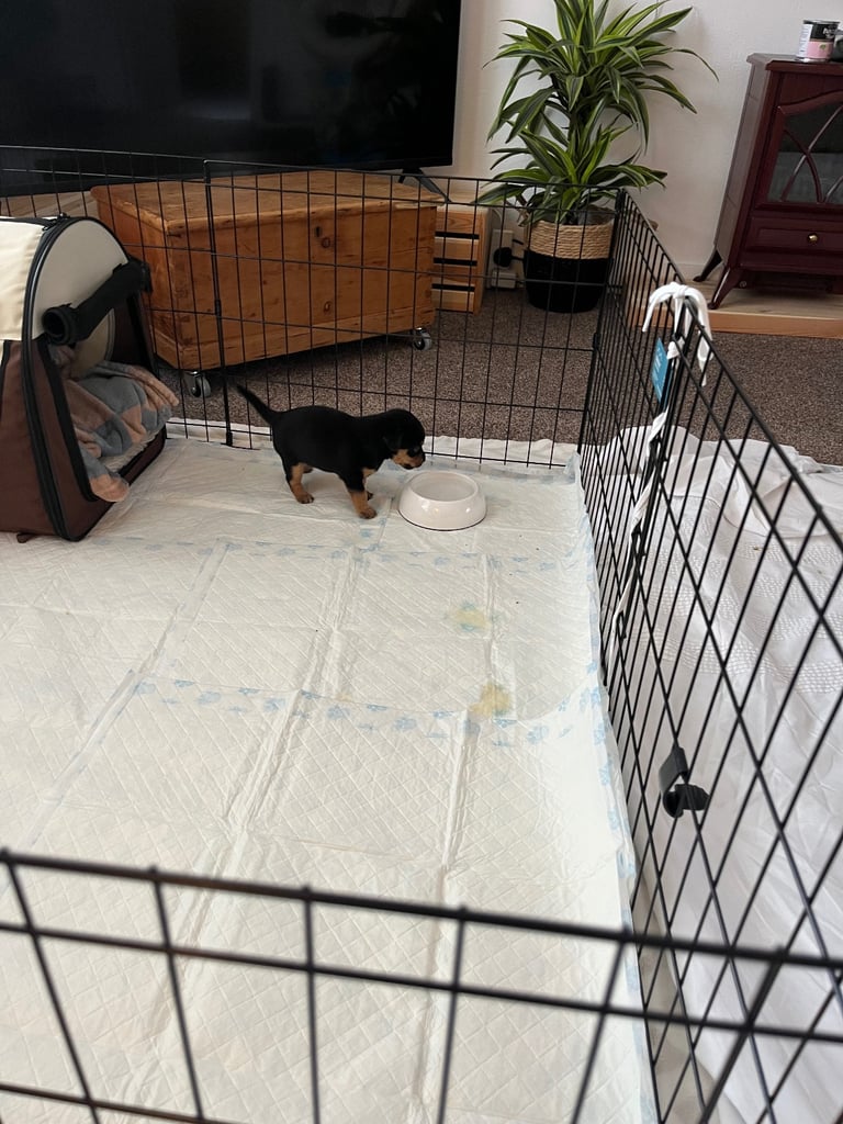 Chihuahua JRT cross 