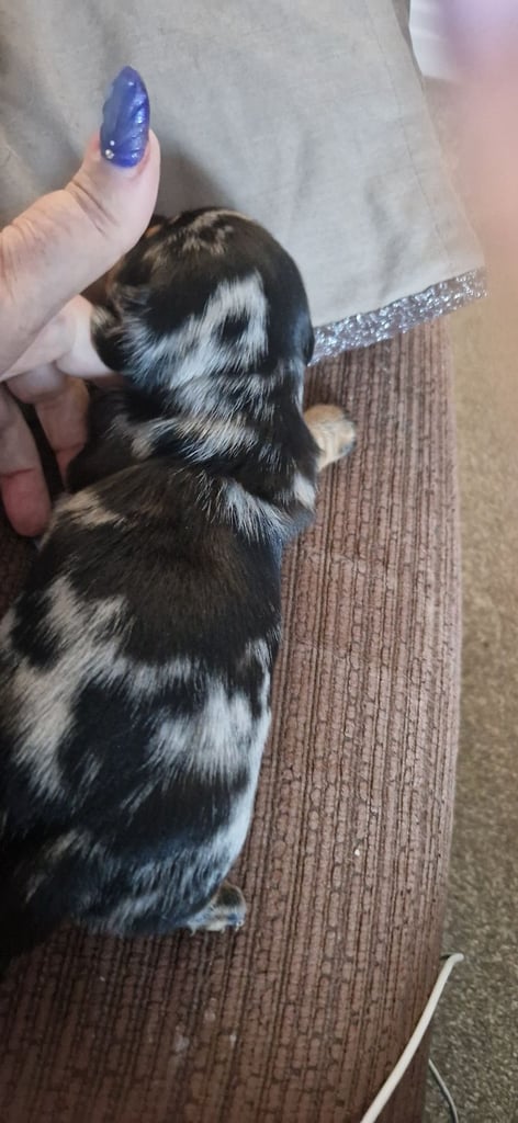 Dachsund puppies