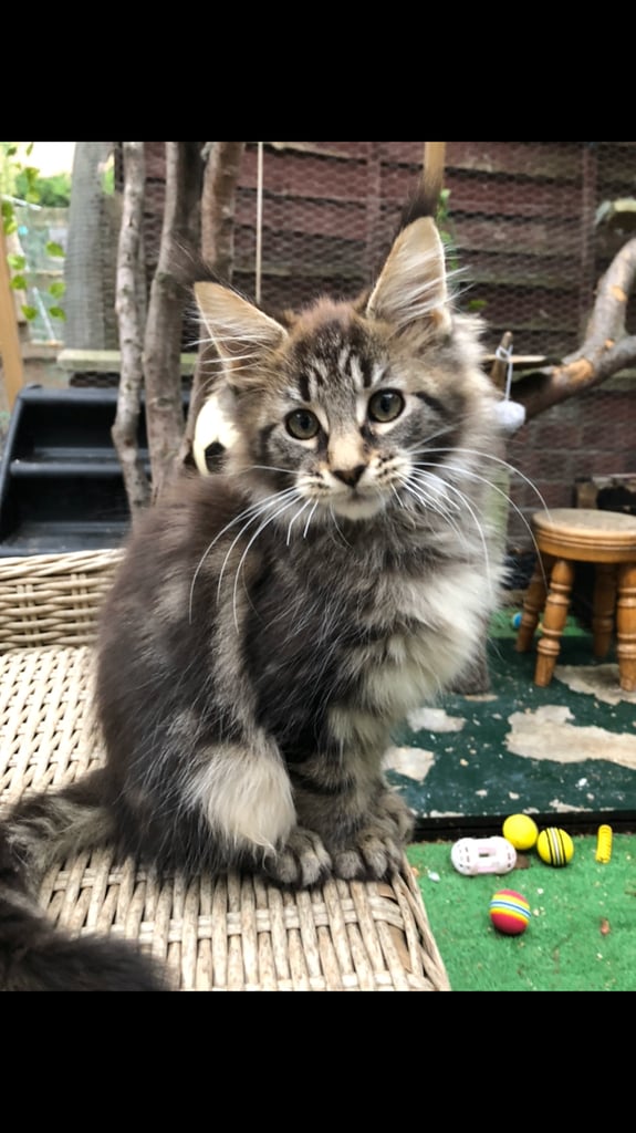 Maine coon kittens ready now
