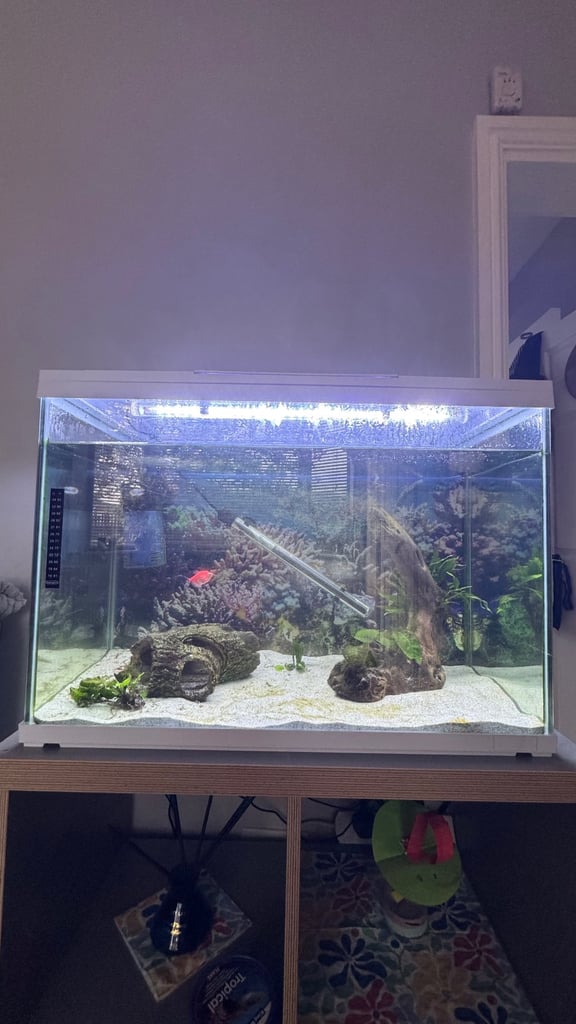 Super fish start 100 tropical fish tank 
