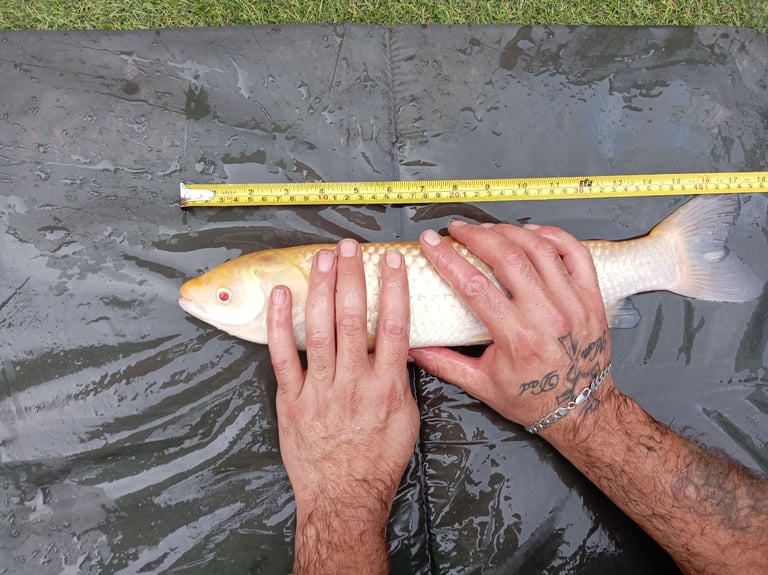 Albino grass carp 