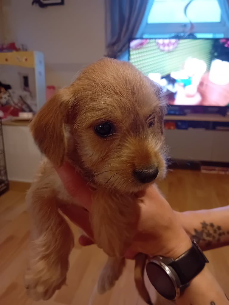 Schnockerpoo puppies