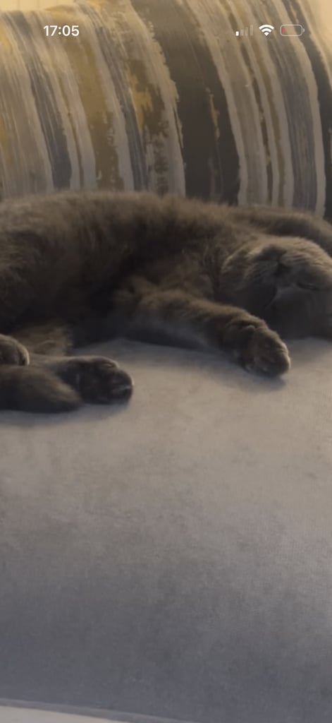 British short head kitten 