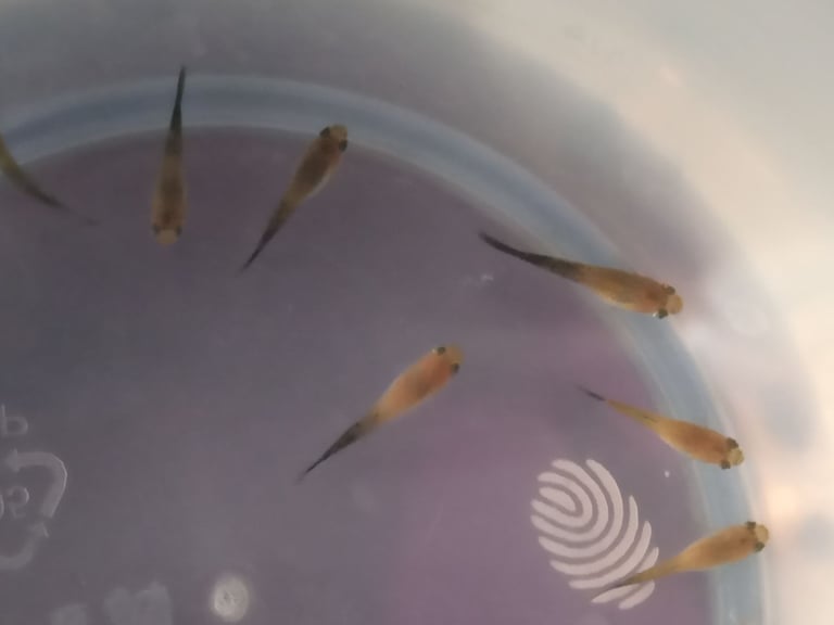 Hybrid guppies, tank bred (atleast 20 available)