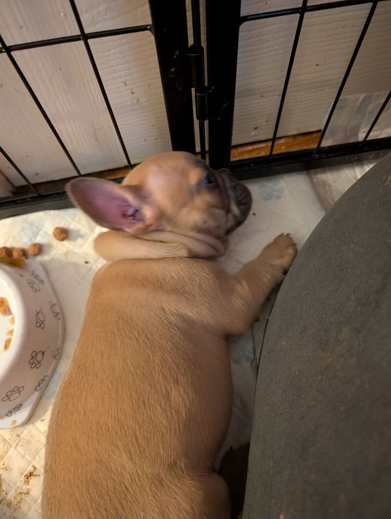 French bulldog puppies 