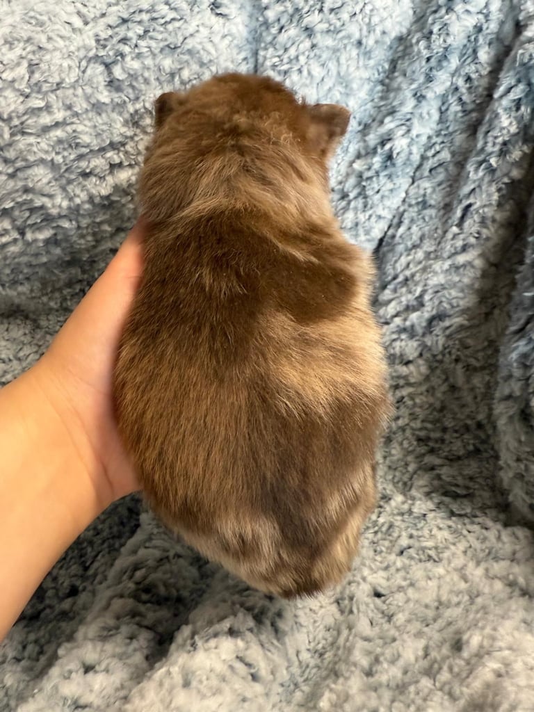 Very cute Pomeranian puppies 