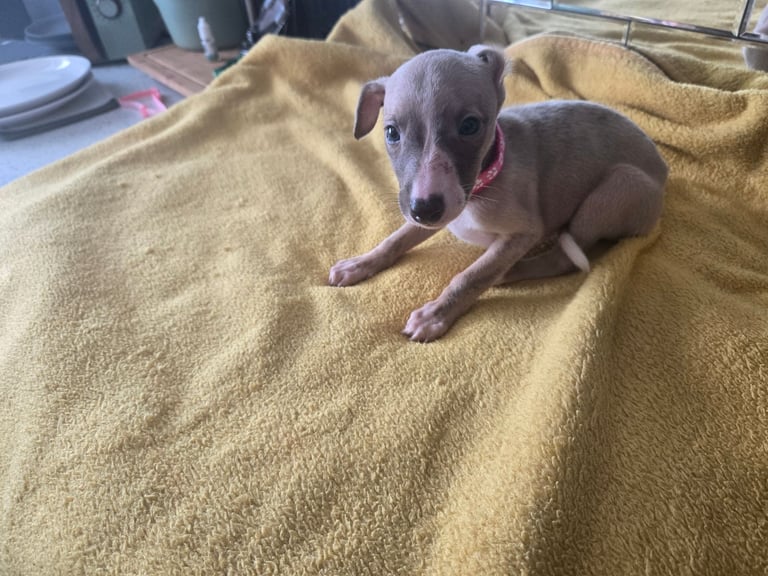Whippet pups for sale 