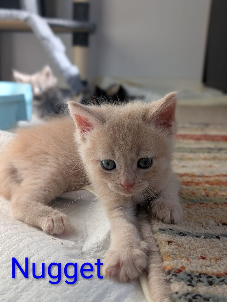 6 Beautiful Kittens - ONE AVAILABLE 
