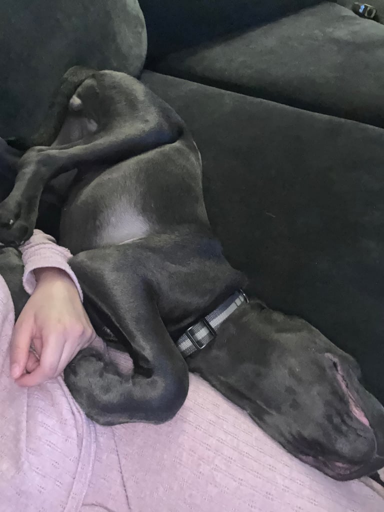 6 months old cane corso 