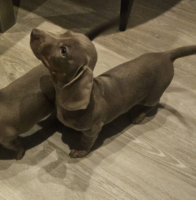 Isabella and tan miniature daschunds - Available now