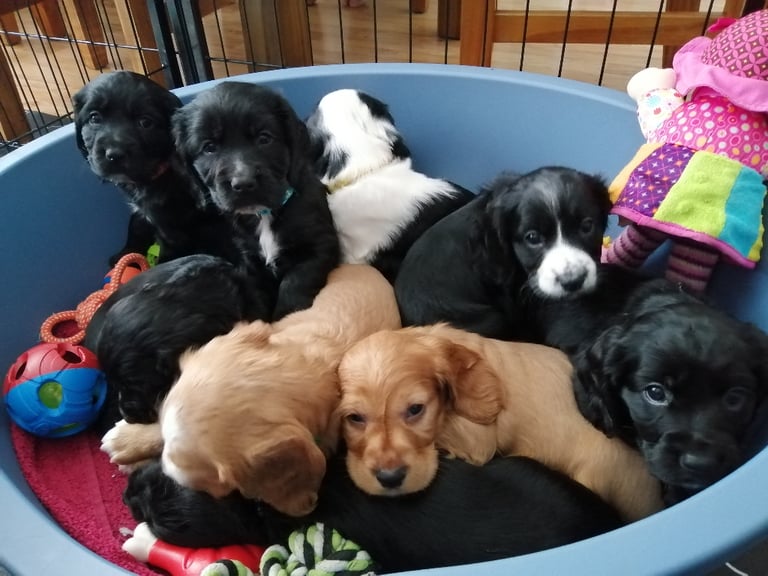 Puppies fashion gumtree