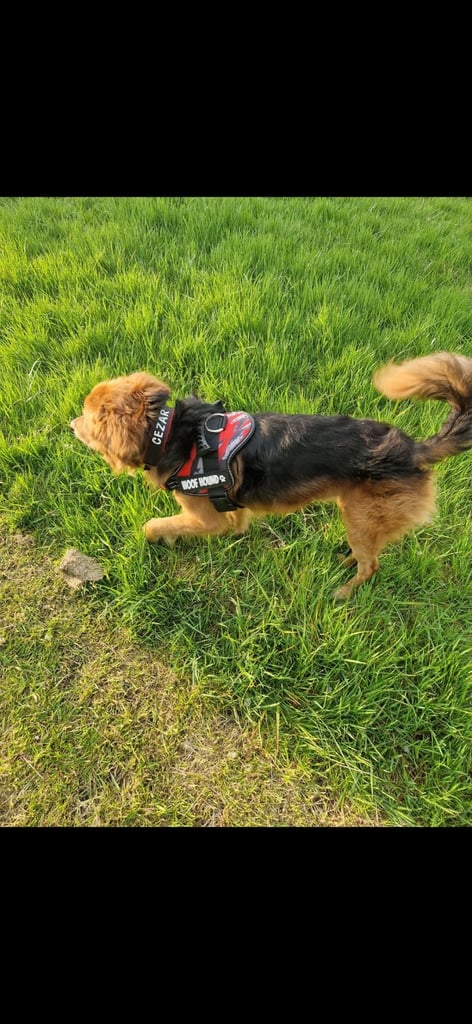 Cezar looking for new Home 