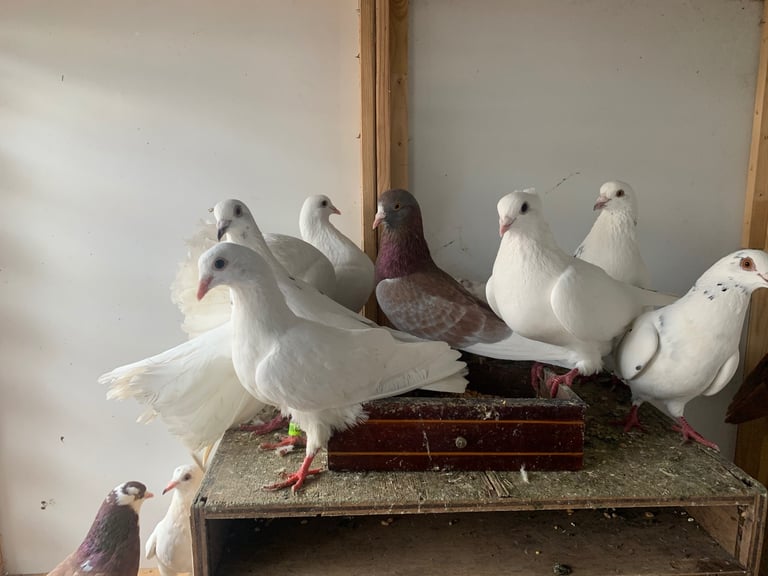  Pigeons 