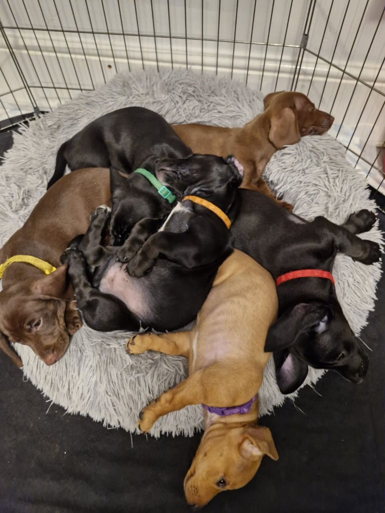 Miniature dachshund's READY TO GO