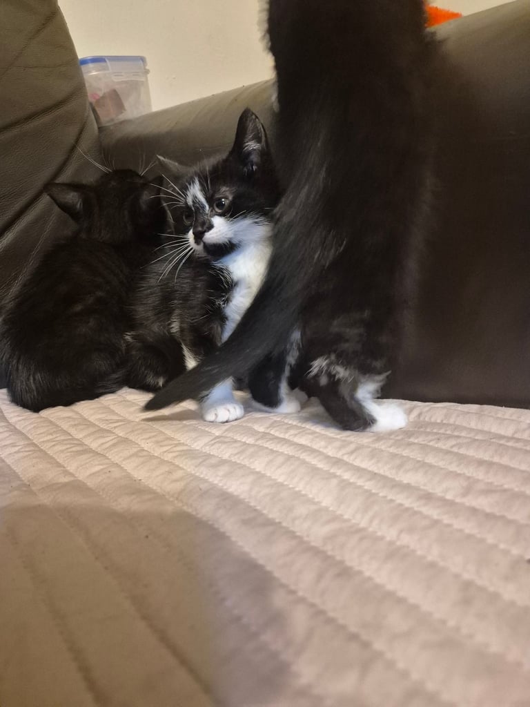 3 gorgeous female kittens. urgent. £45
